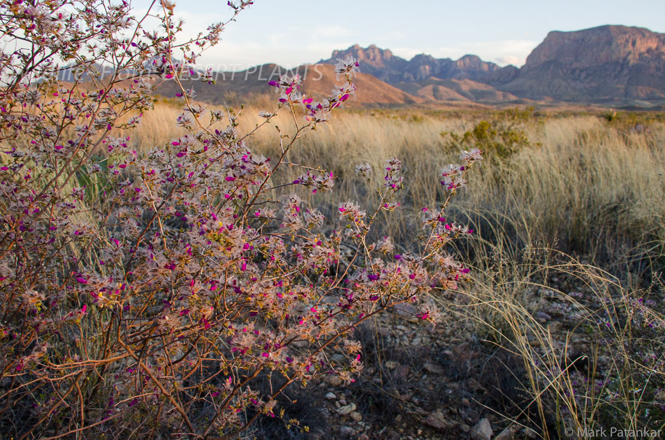 Desert-Plants-31.jpg