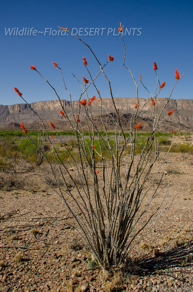 Desert-Plants-33.jpg