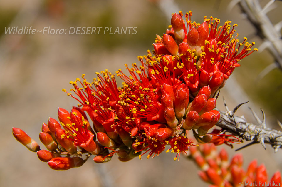 Desert-Plants-36.jpg