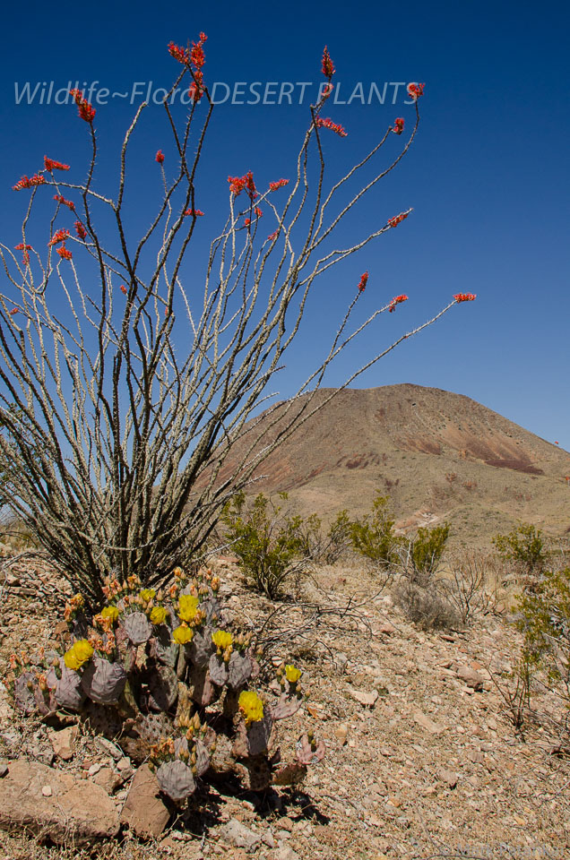 Desert-Plants-37.jpg