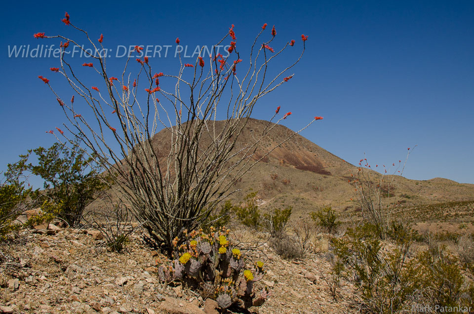 Desert-Plants-38.jpg