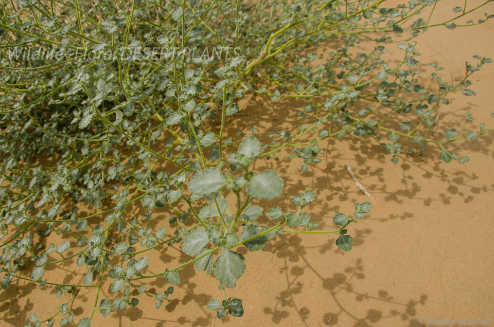 Desert-Plants-4.jpg