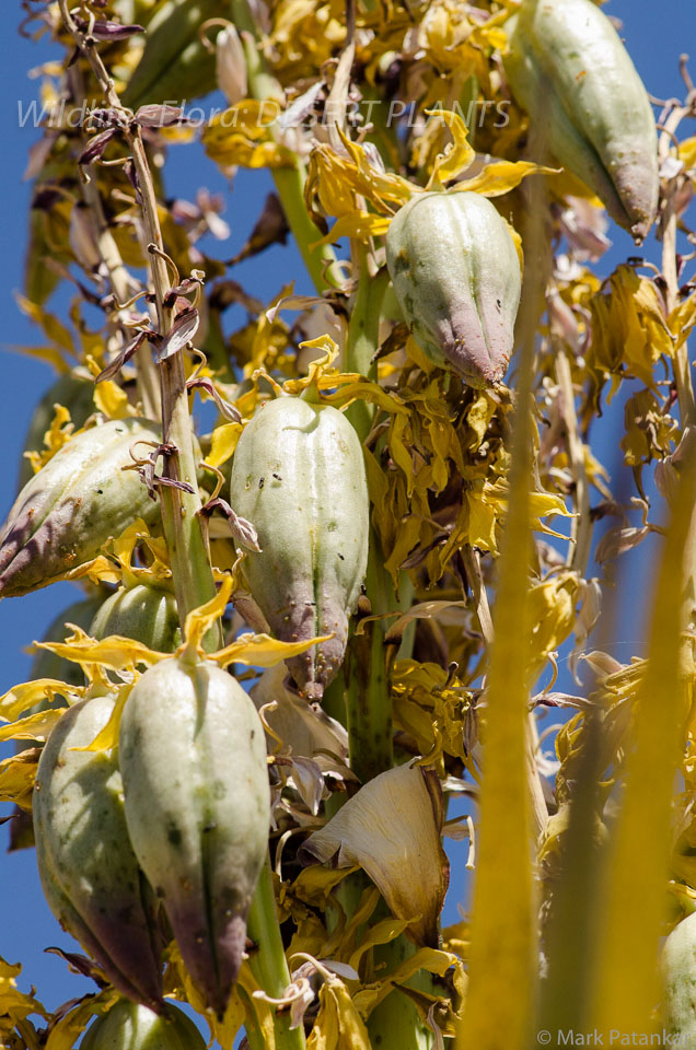 Desert-Plants-40.jpg