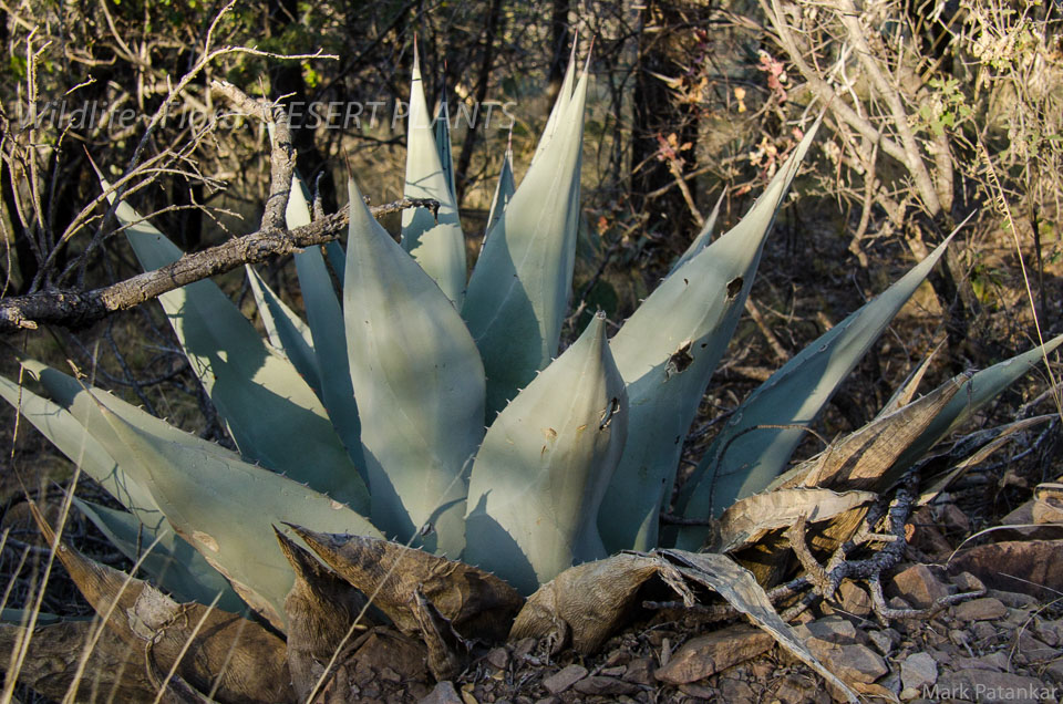 Desert-Plants-41.jpg