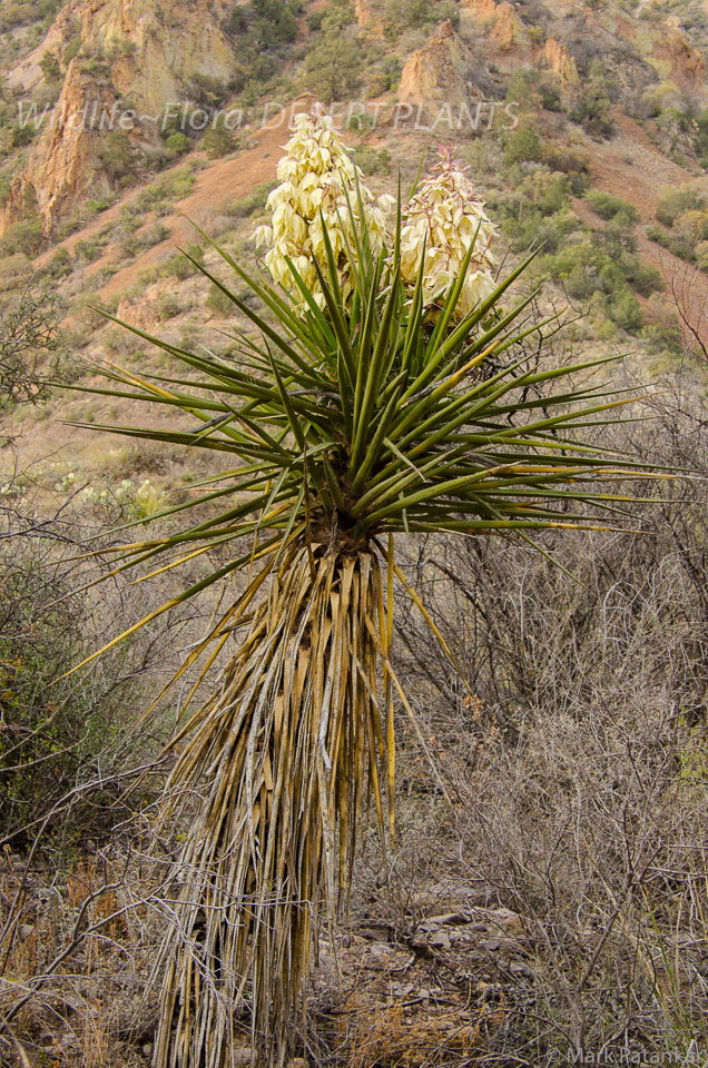 Desert-Plants-42.jpg