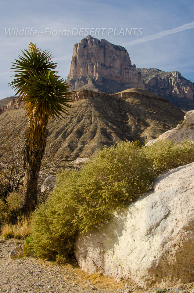 Desert-Plants-44.jpg