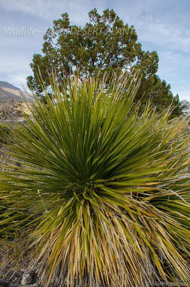 Desert-Plants-45.jpg