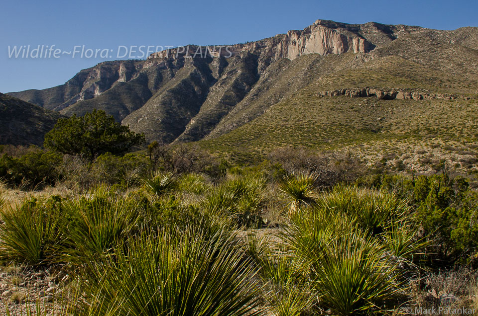 Desert-Plants-46.jpg