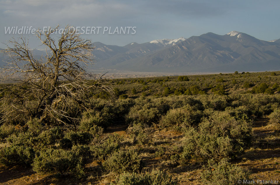 Desert-Plants-47.jpg