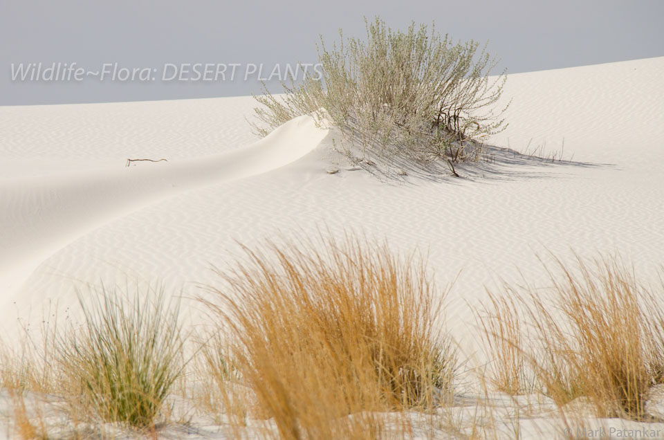 Desert-Plants-48.jpg