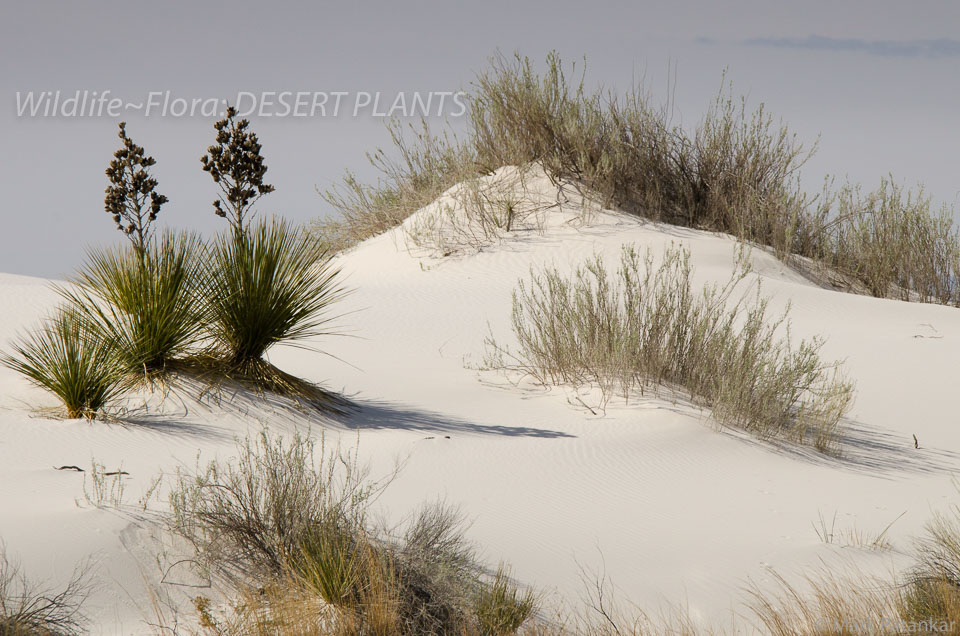 Desert-Plants-50.jpg