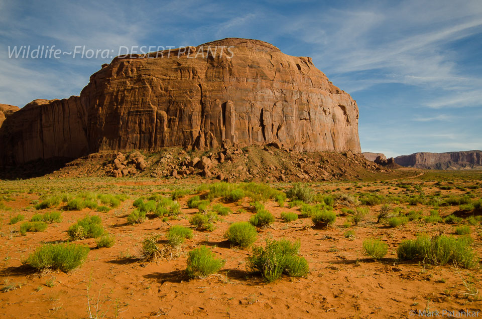 Desert-Plants-53.jpg