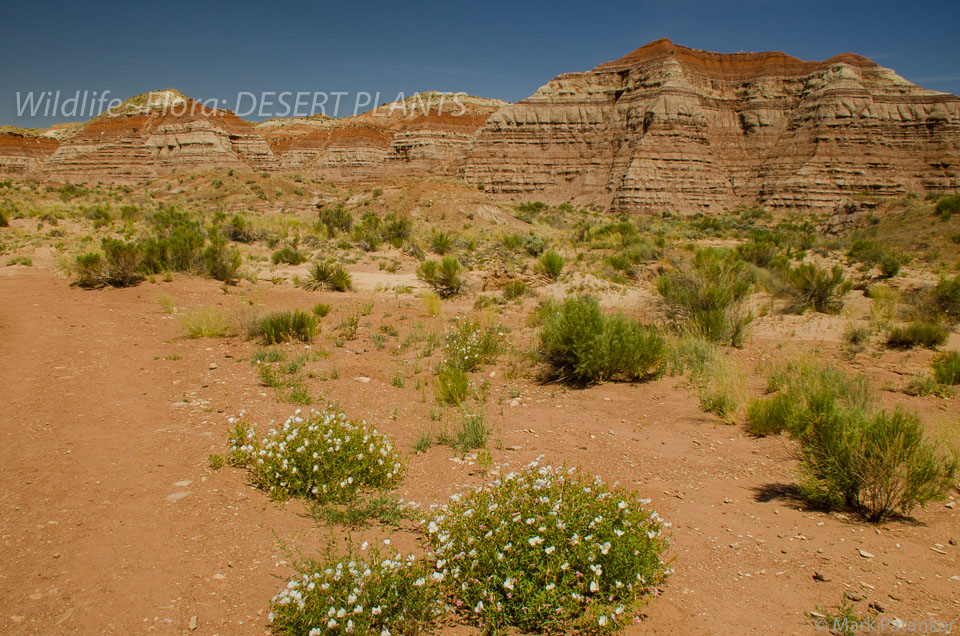 Desert-Plants-55.jpg