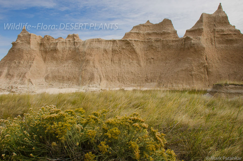 Desert-Plants-56.jpg