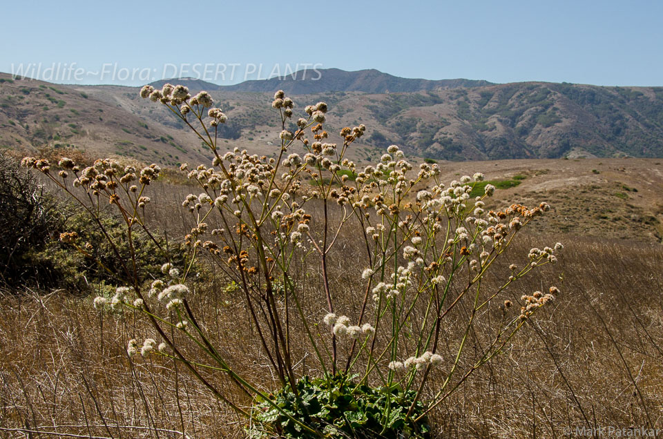 Desert-Plants-6.jpg