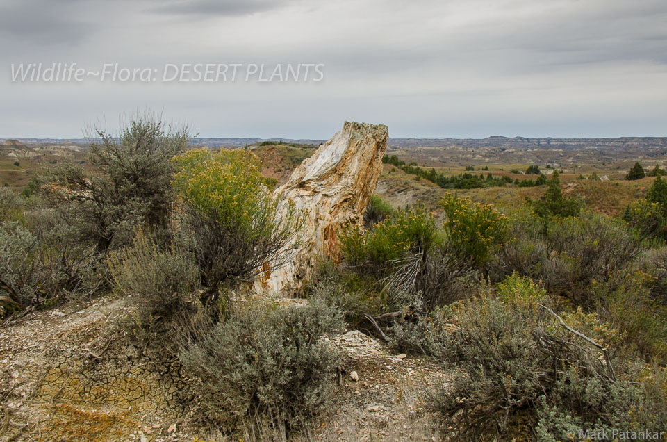 Desert-Plants-60.jpg