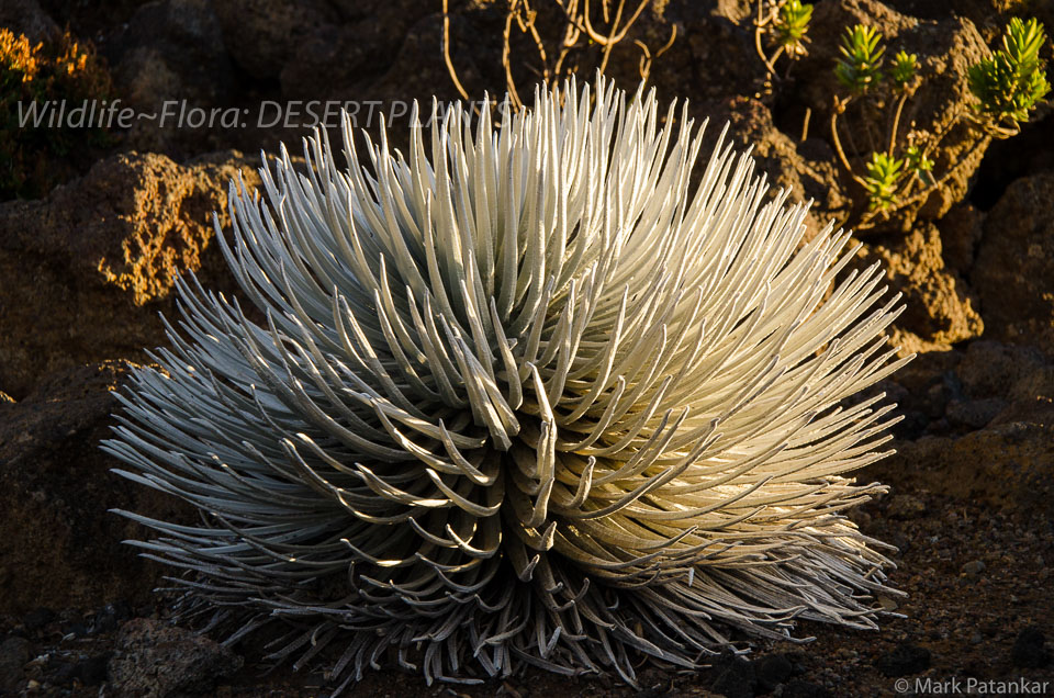 Desert-Plants-62.jpg