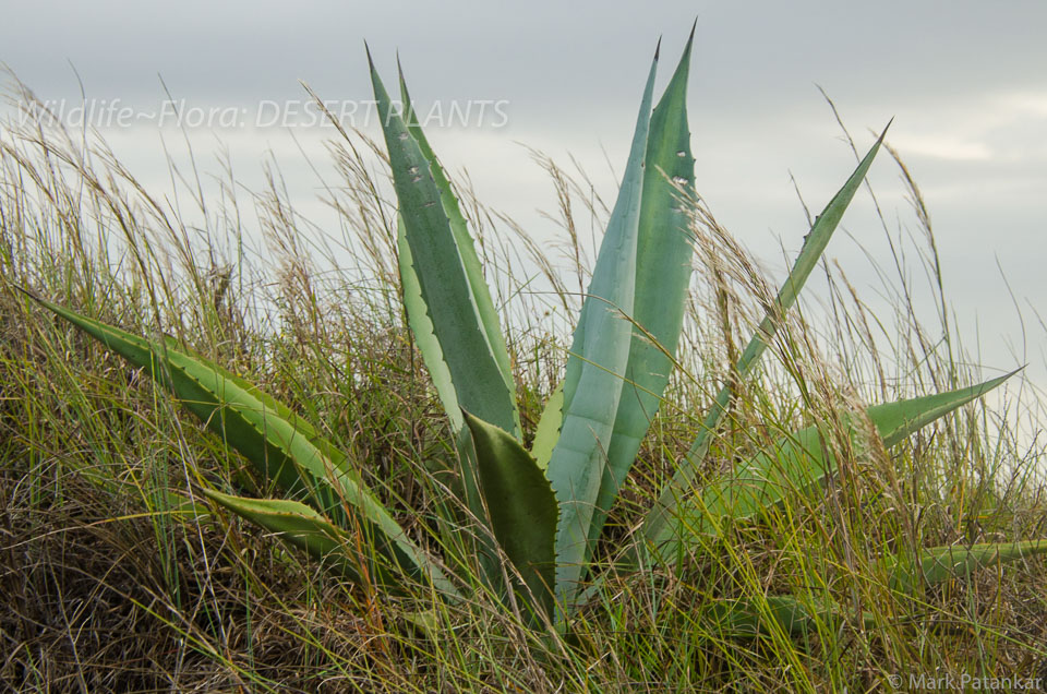 Desert-Plants-65.jpg