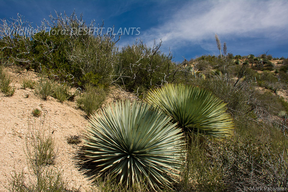 Desert-Plants-66.jpg