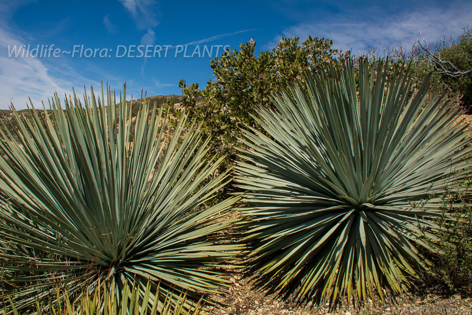 Desert-Plants-67.jpg