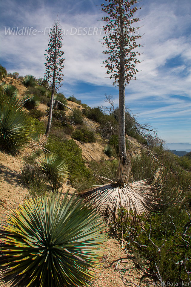 Desert-Plants-68.jpg