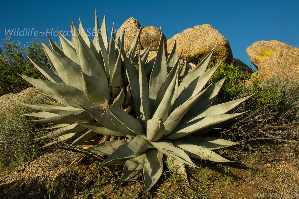 Desert-Plants-69.jpg