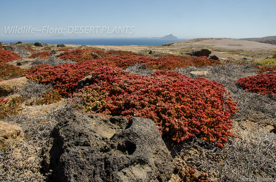 Desert-Plants-7.jpg