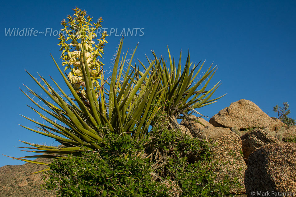 Desert-Plants-70.jpg