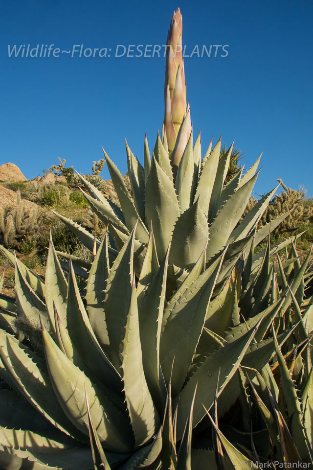 Desert-Plants-71.jpg