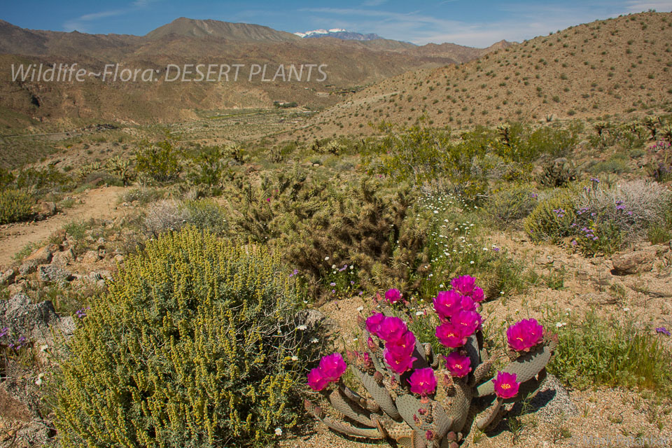 Desert-Plants-72.jpg