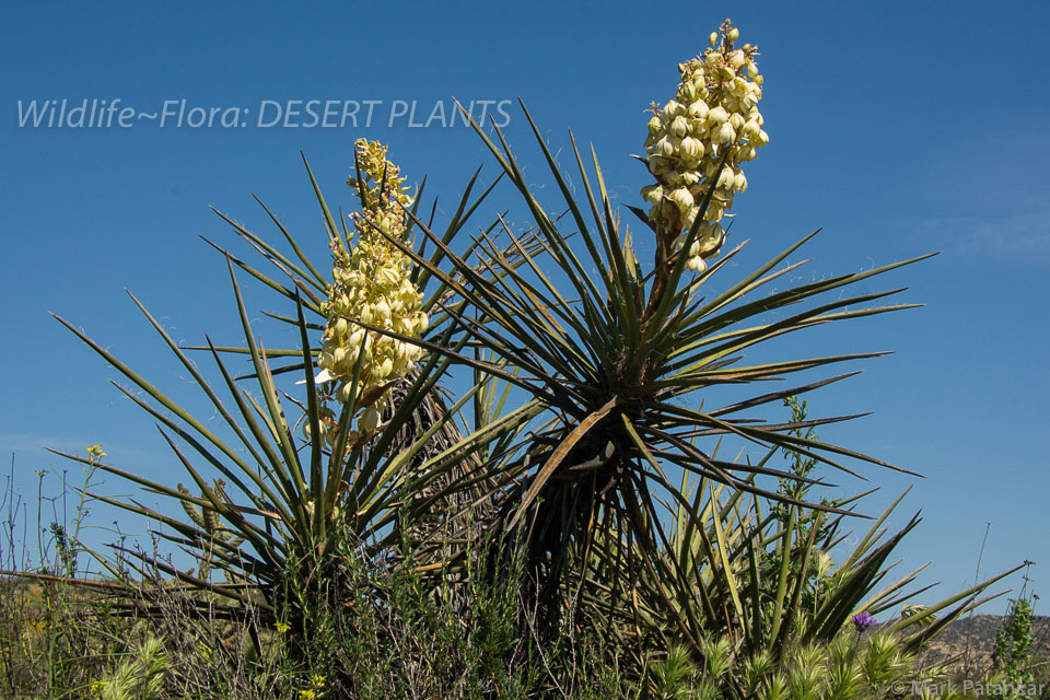 Desert-Plants-74.jpg