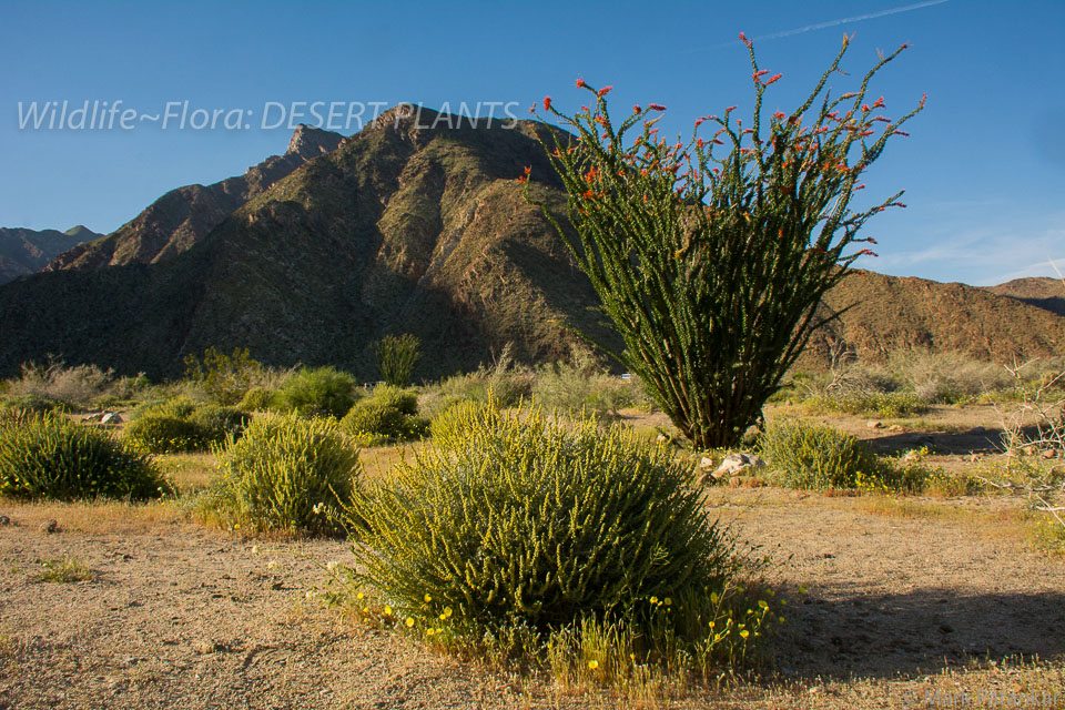 Desert-Plants-75.jpg