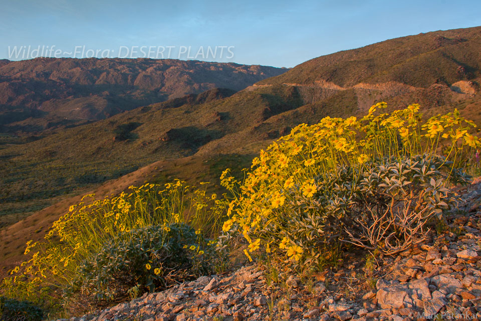 Desert-Plants-76.jpg