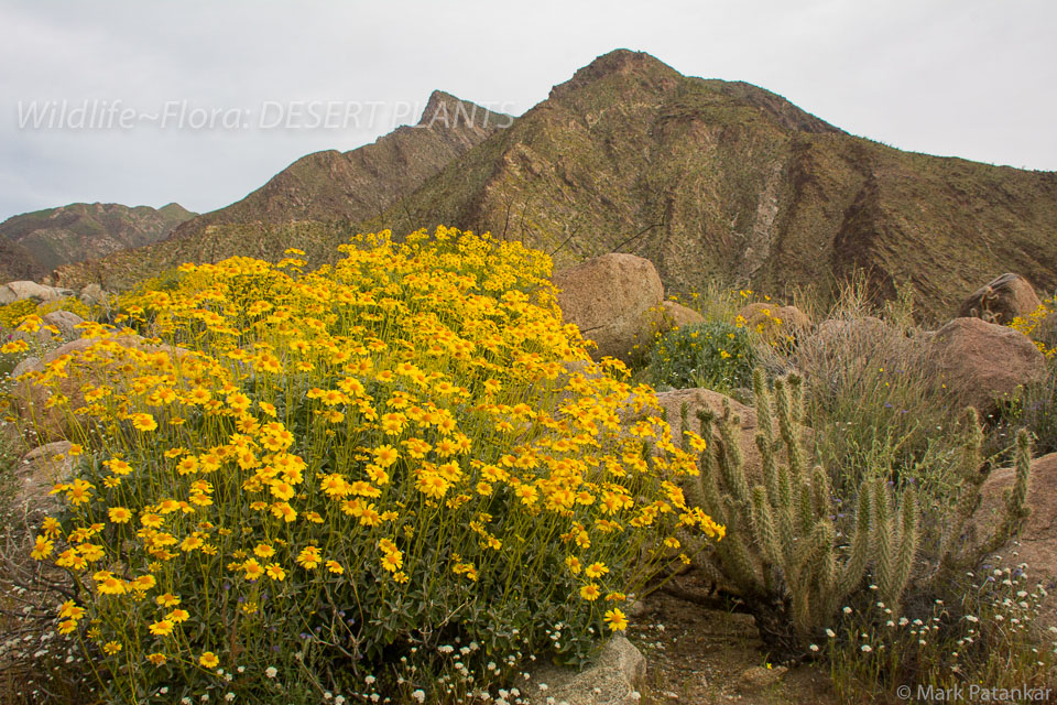 Desert-Plants-77.jpg