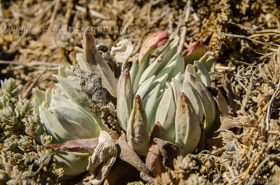 Desert-Plants-8.jpg