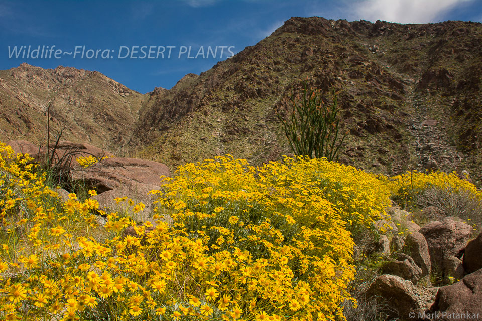 Desert-Plants-80.jpg