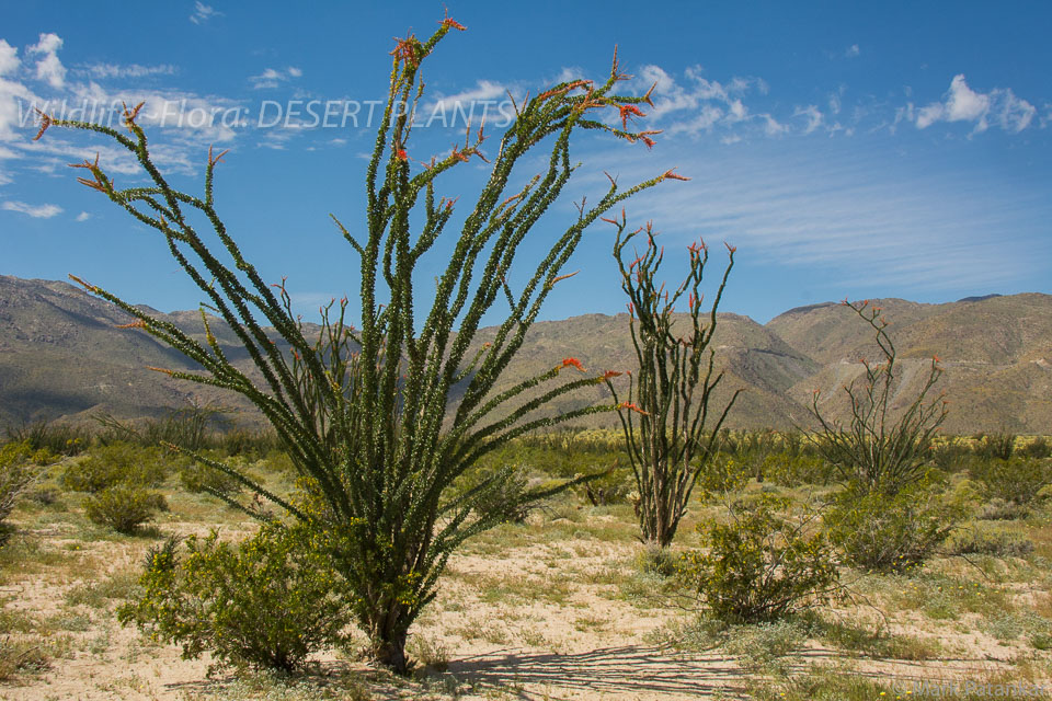 Desert-Plants-81.jpg