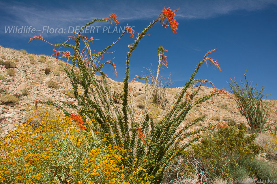 Desert-Plants-82.jpg