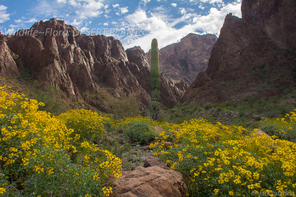 Desert-Plants-85.jpg