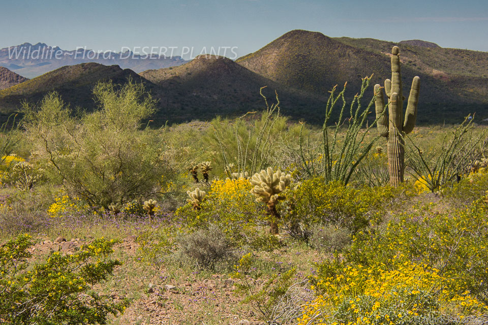 Desert-Plants-86.jpg