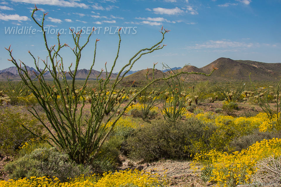 Desert-Plants-87.jpg