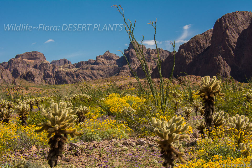 Desert-Plants-89.jpg