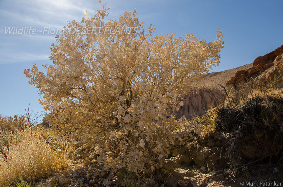 Desert-Plants-9.jpg