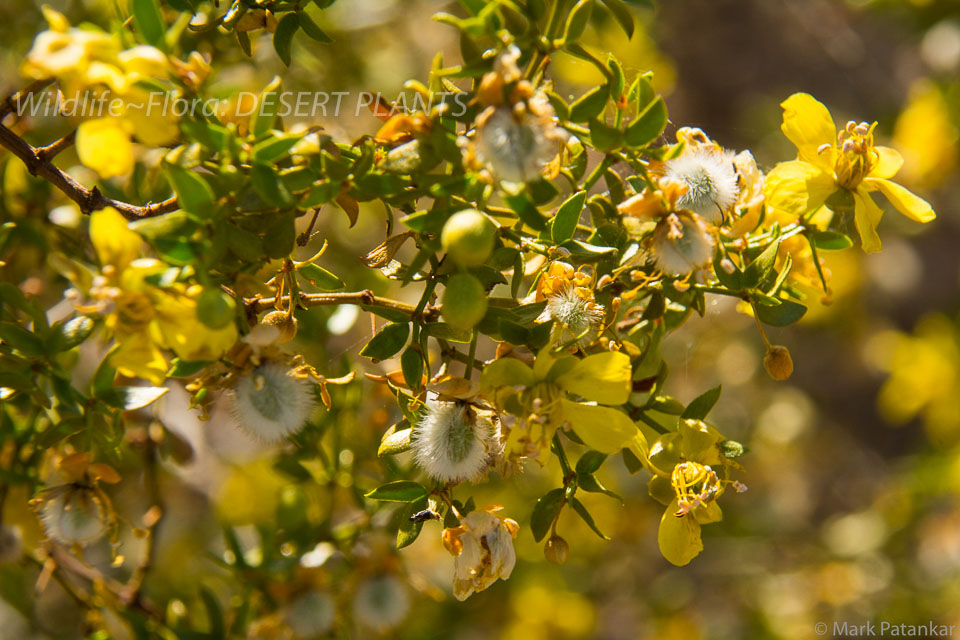 Desert-Plants-90.jpg