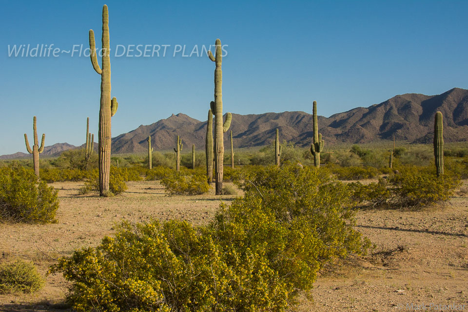 Desert-Plants-91.jpg