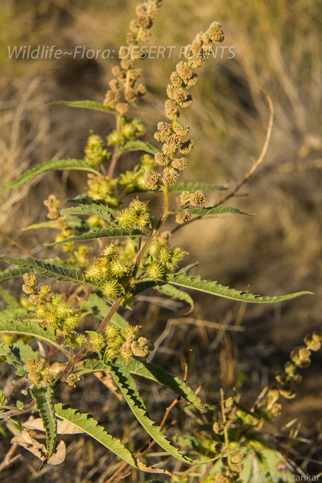 Desert-Plants-92.jpg