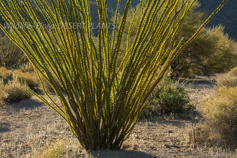 Desert-Plants-93.jpg