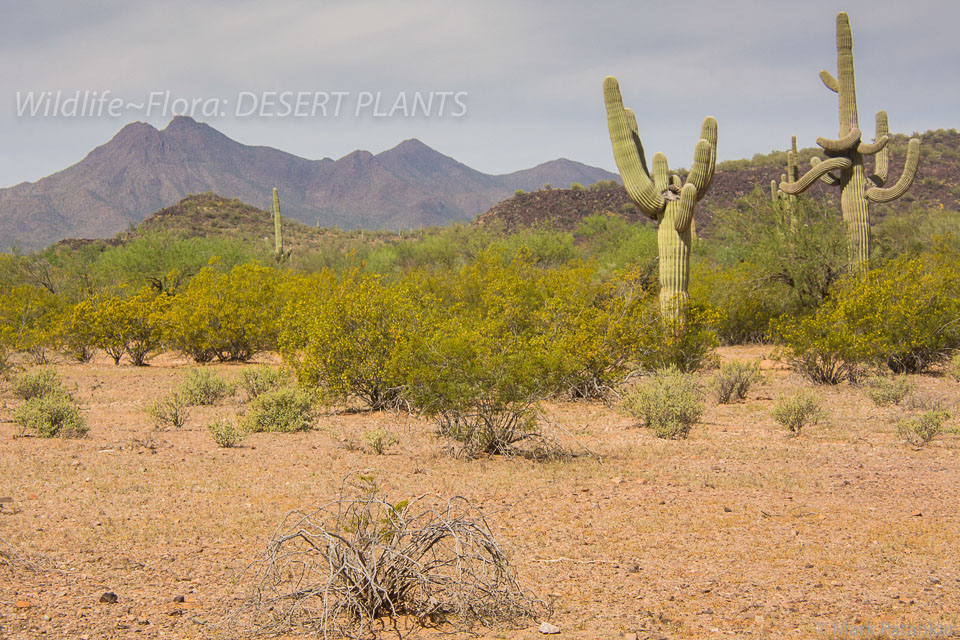 Desert-Plants-94.jpg