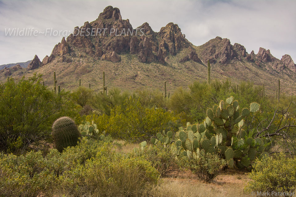 Desert-Plants-95.jpg