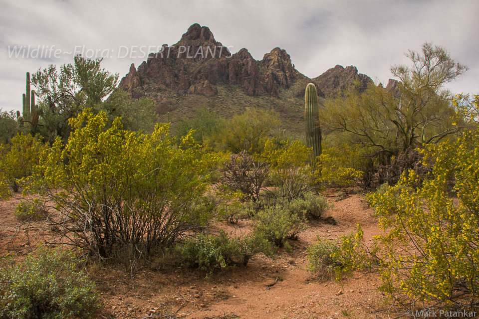 Desert-Plants-96.jpg